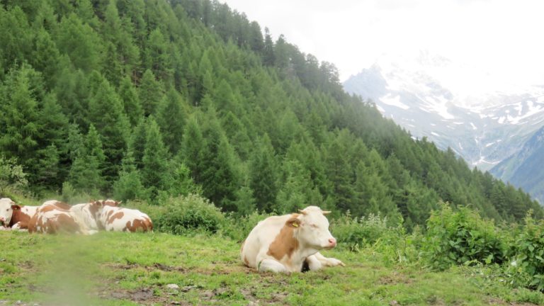 mucca verso il Lago Chiusetta