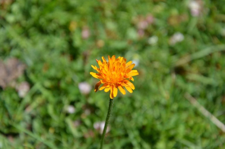 rifugio arbolle