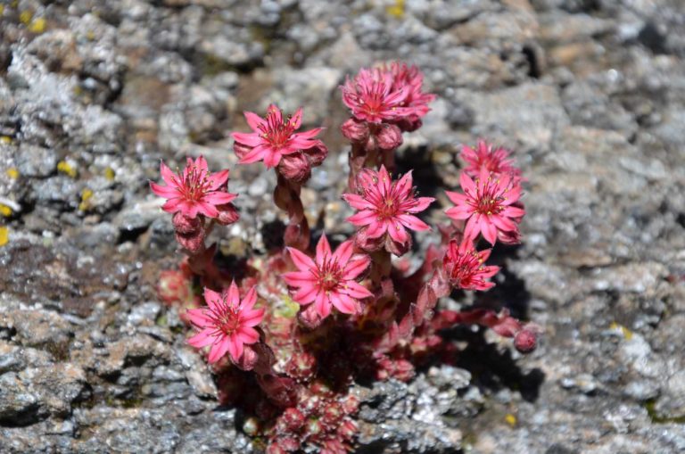 rifugio arbolle