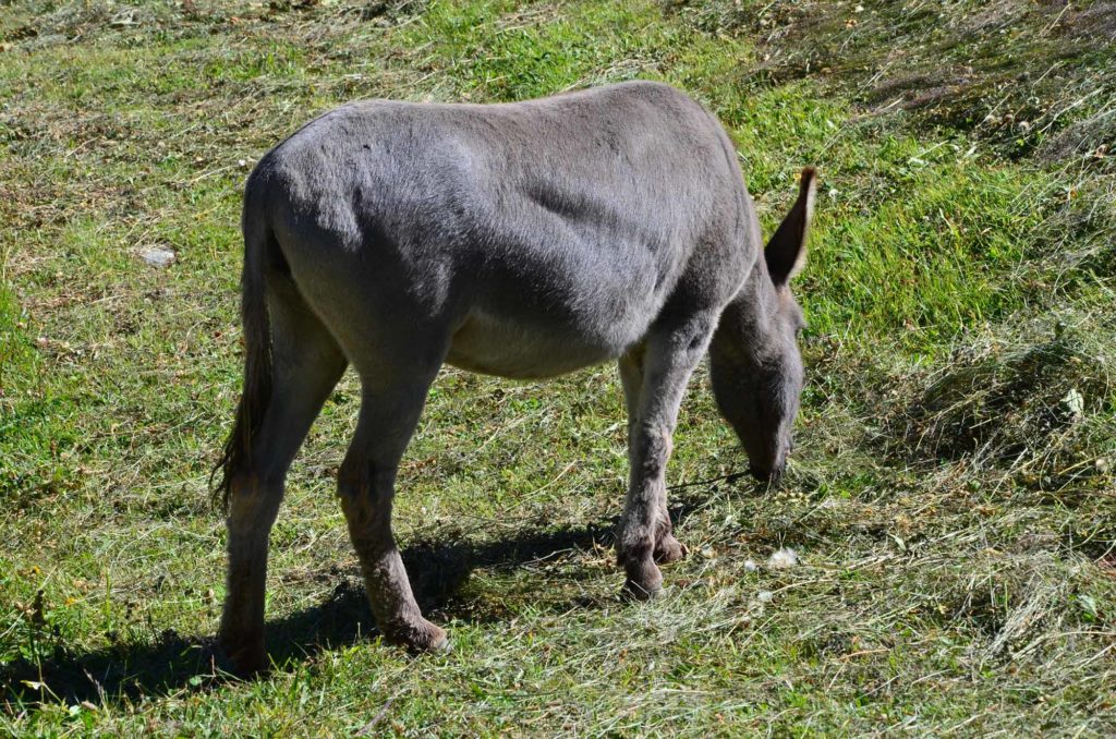 rifugio mario bezzi valgrisenche