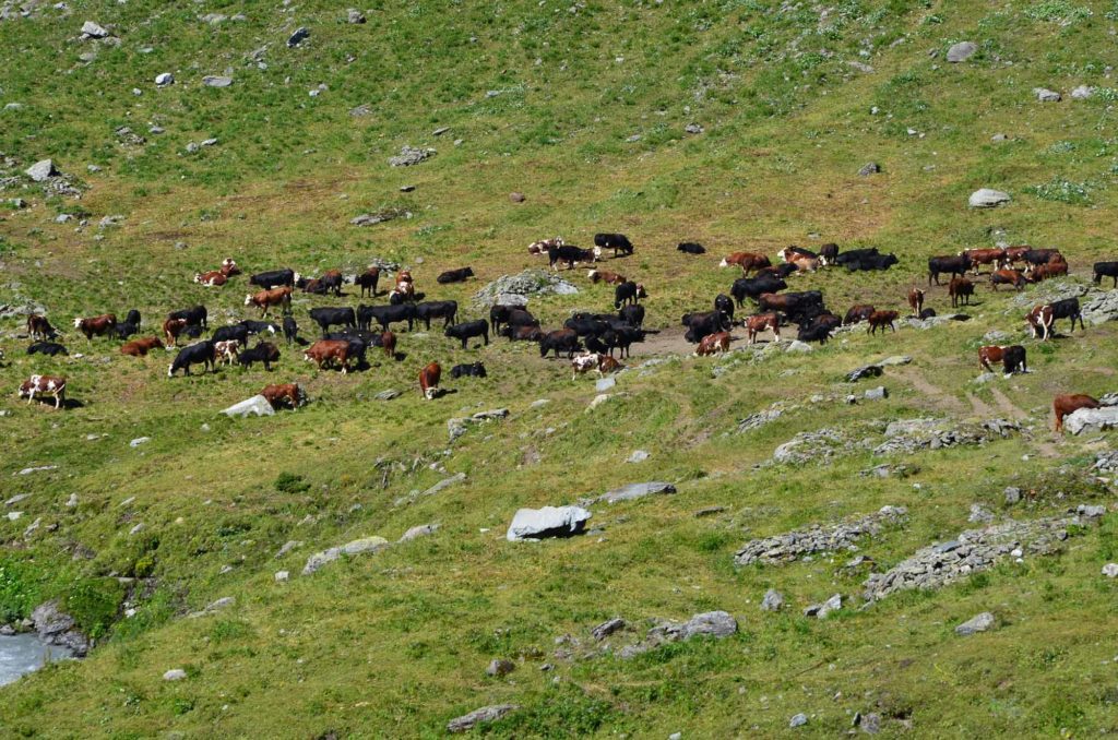 rifugio mario bezzi valgrisenche