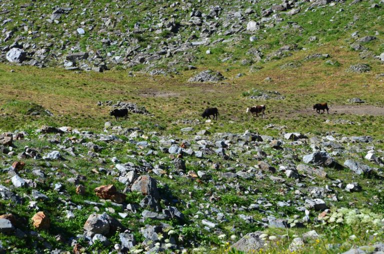 rifugio mario bezzi valgrisenche