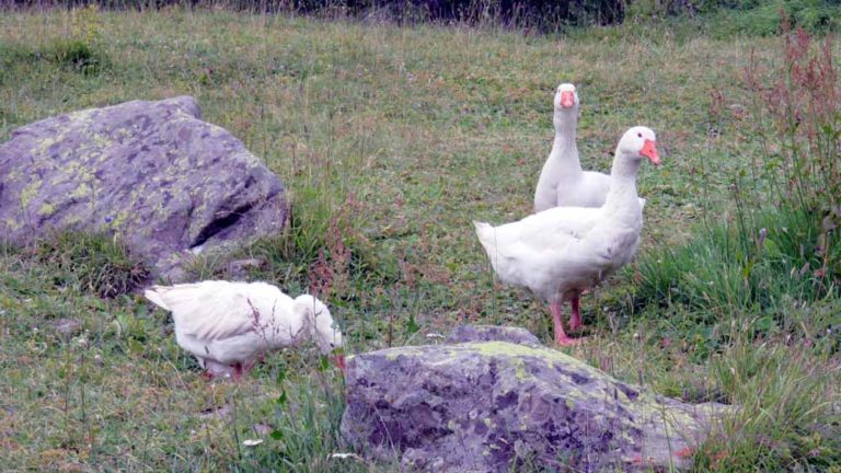 rifugio gerli porro e ventina alta valmalenco