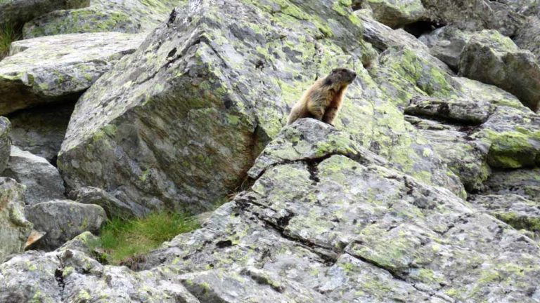 una marmotta