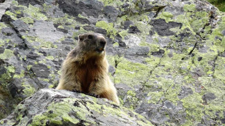 una marmotta