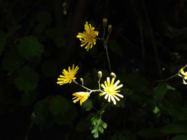 fiori di chatelard