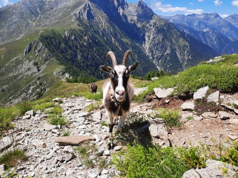 monte berlinghera como