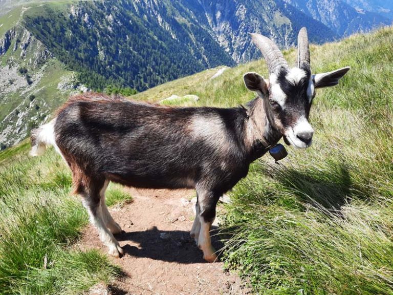 monte berlinghera como