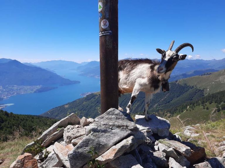 monte berlinghera como