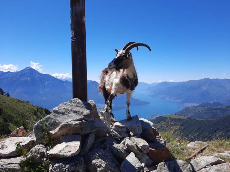 monte berlinghera como