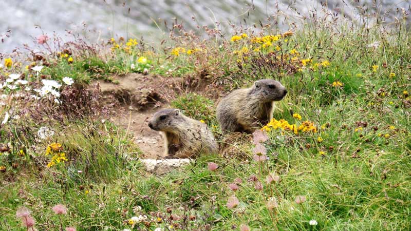 cuccioli di marmotta in valtellina
