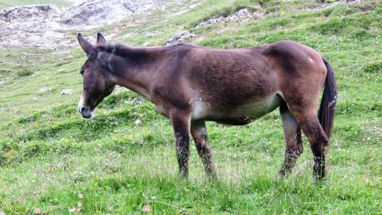 asinello in valtellina