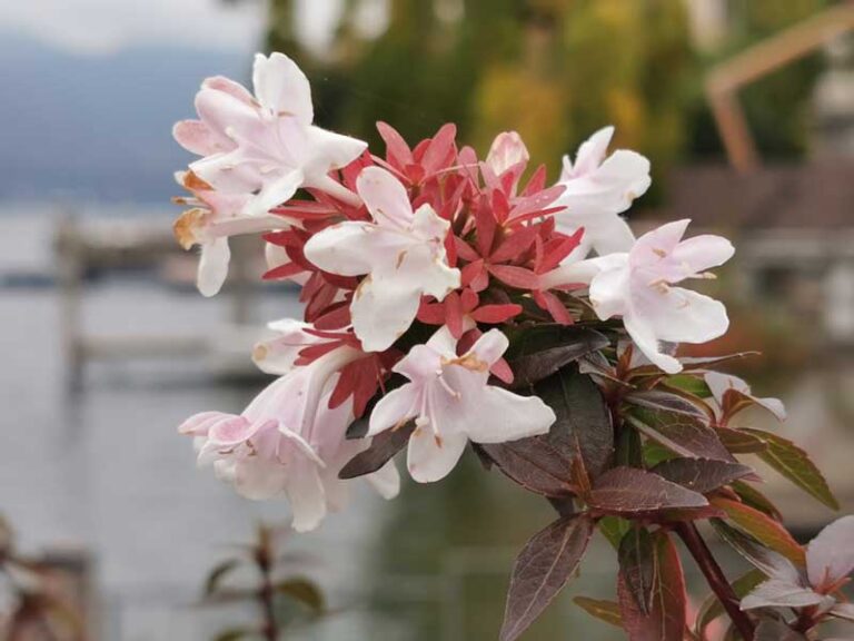 orta san giulio