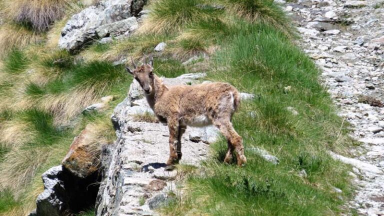 rifugio arp