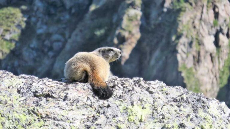 marmotta al passo sellero