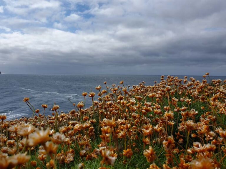 brough of birsay