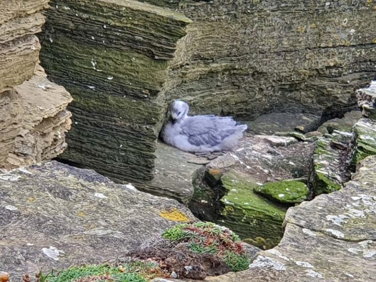 brough of birsay
