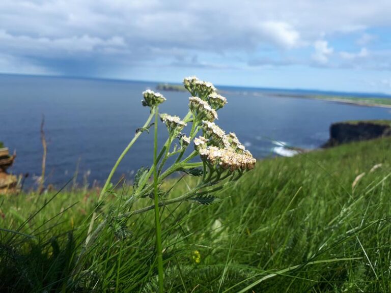 Marwick Head