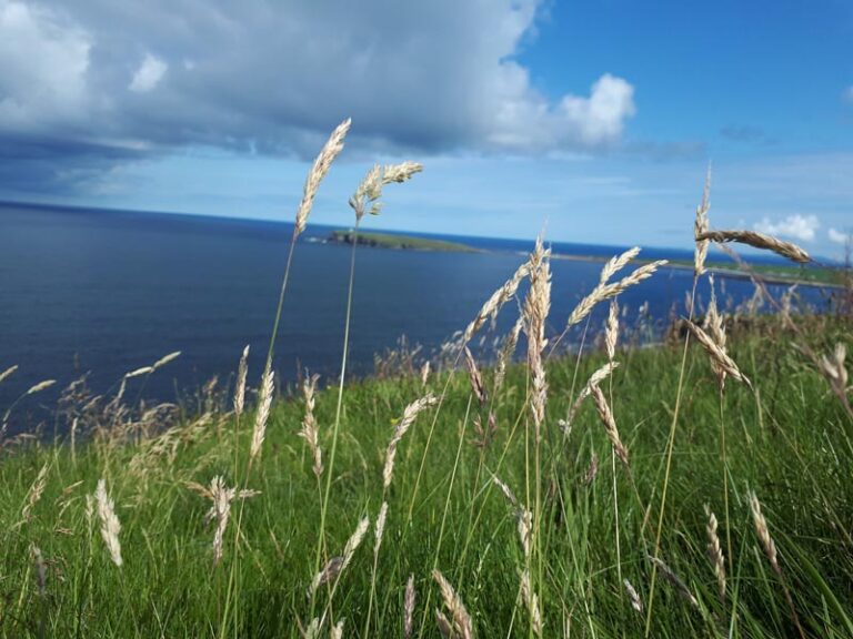 Marwick Head