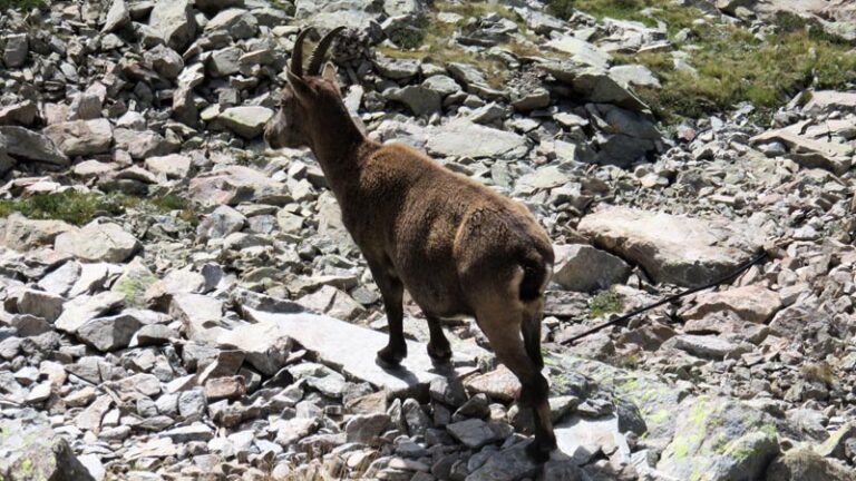 stambecco al colle del chiapous