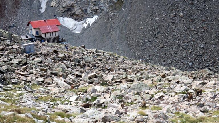 stambecchi al rifugio morelli buzzi