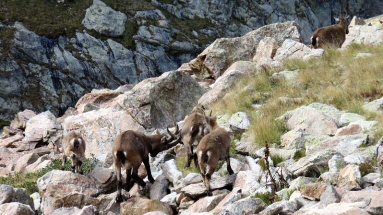 gruppo di stambecchi al rifugio morelli buzzi