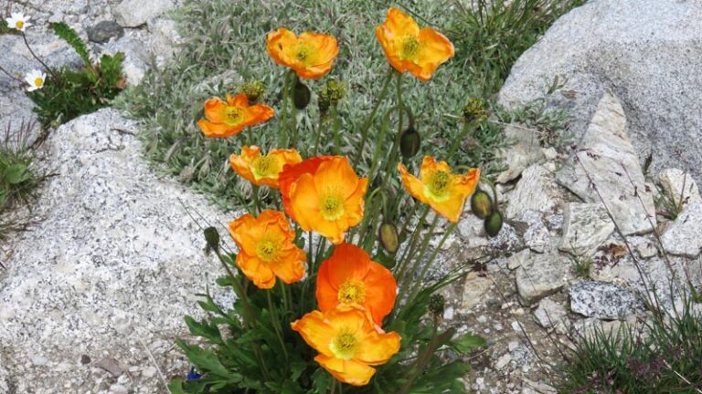 i fiori del rifugio capanna del forno