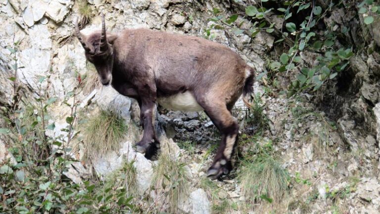 stambecco al colle del chiapous