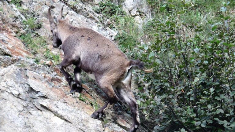 stambecco al colle del chiapous