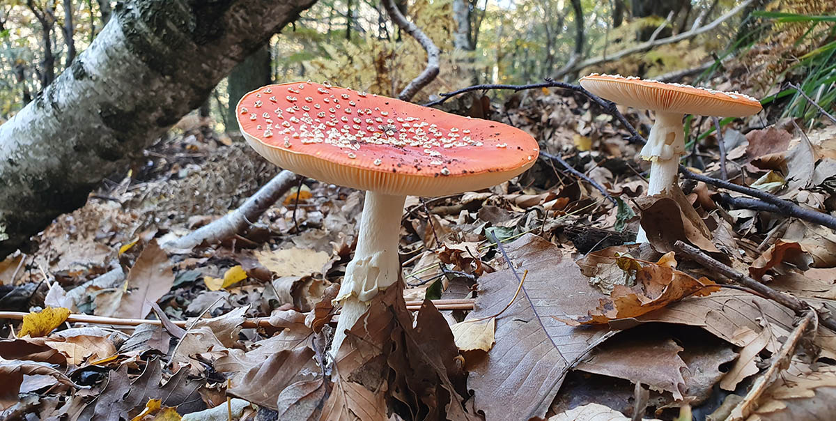 funghi amanita