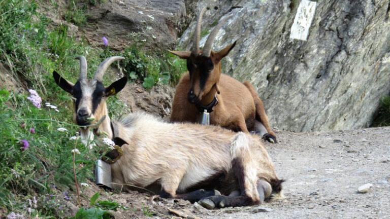 caprette alpe veglia