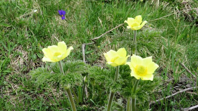 Anemone Apifolia