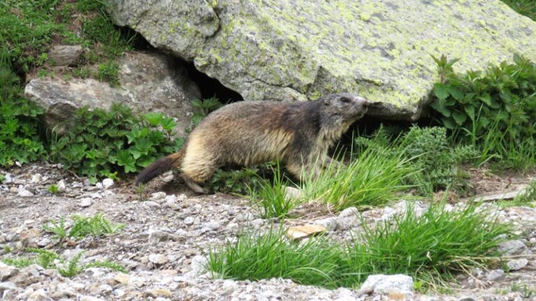 marmotta