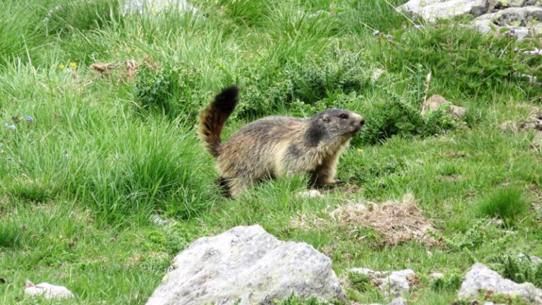 marmotta