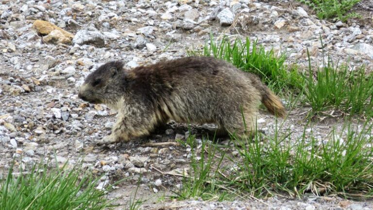 marmotta