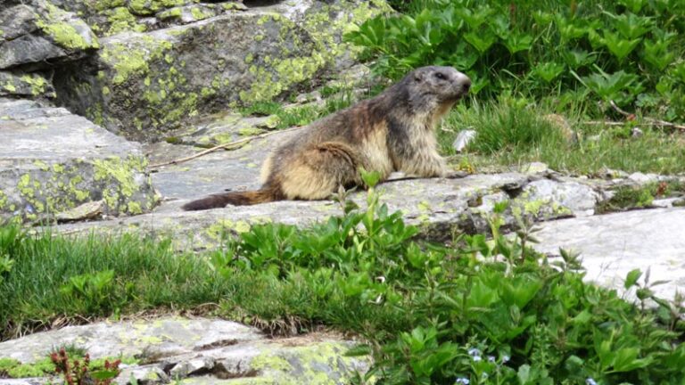 marmotta