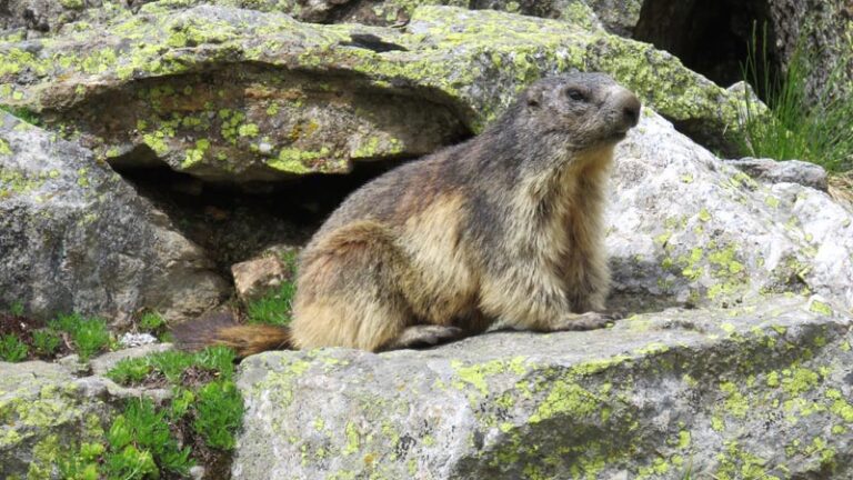 marmotta