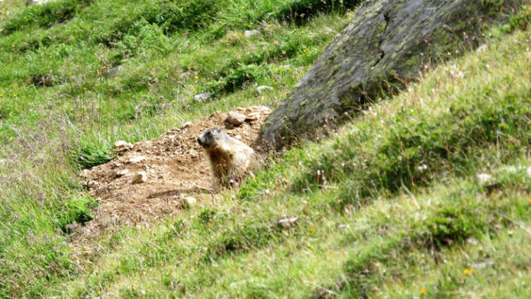 marmotta