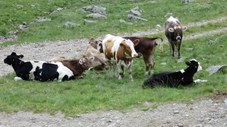 mucche al passo di verva