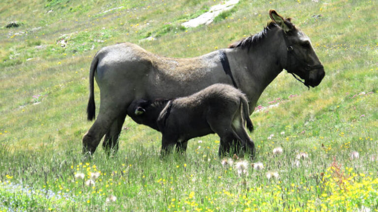 mamma asino e il suo piccolo