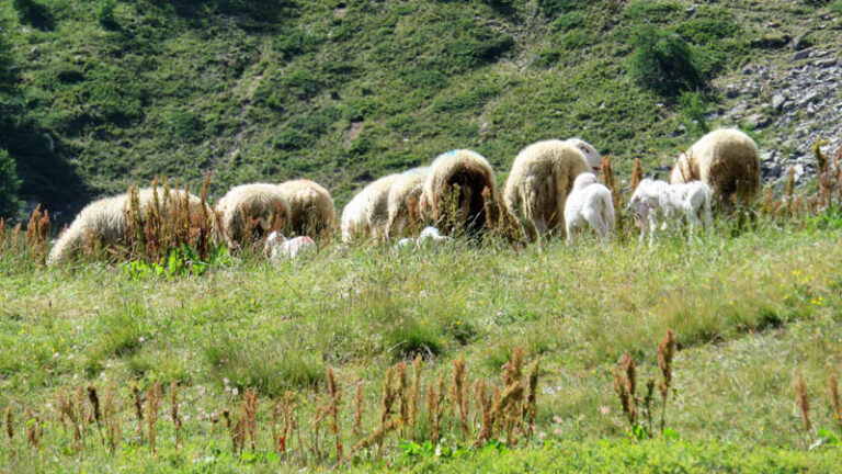 le pecore con gli agnellini