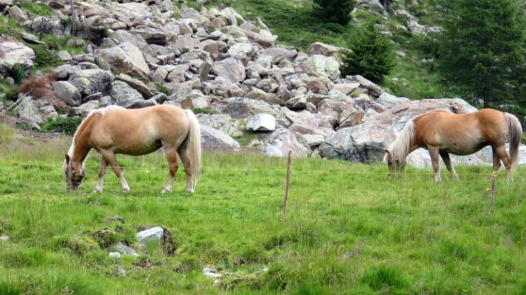 rifugio bosio galli