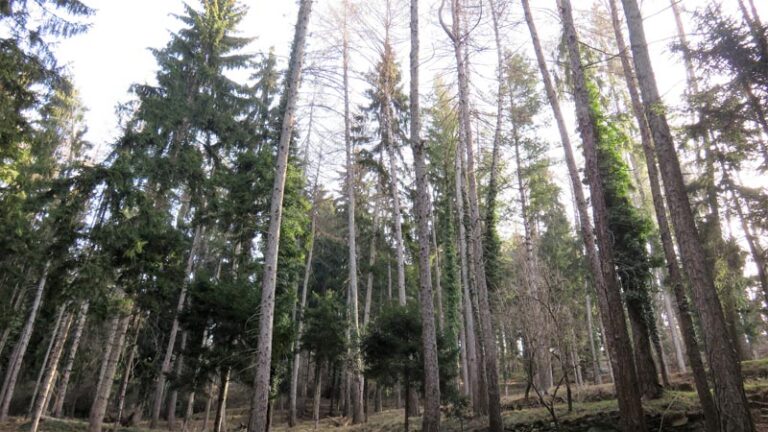 foresta dei corni di canzo