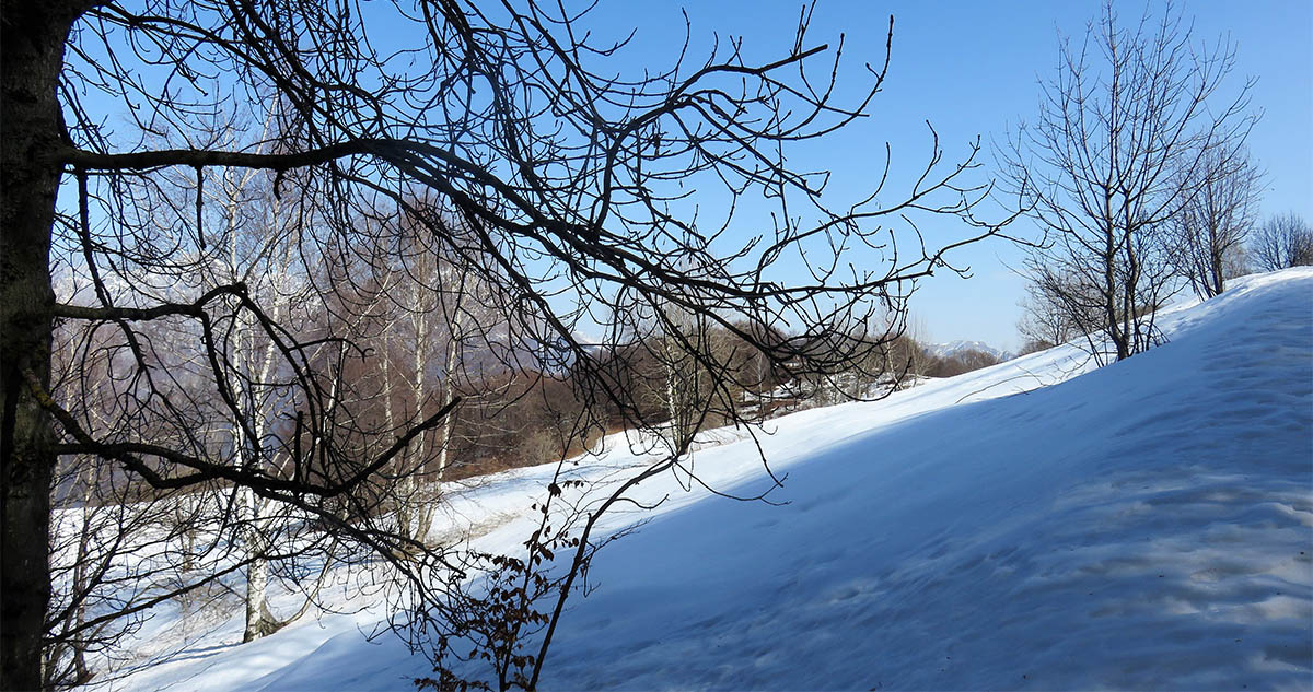 foresta di canzo