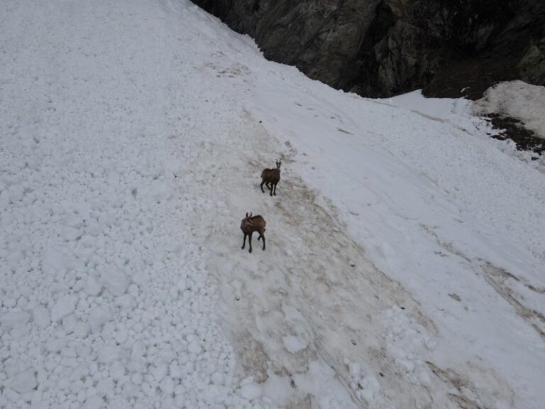 camosci in val ferret