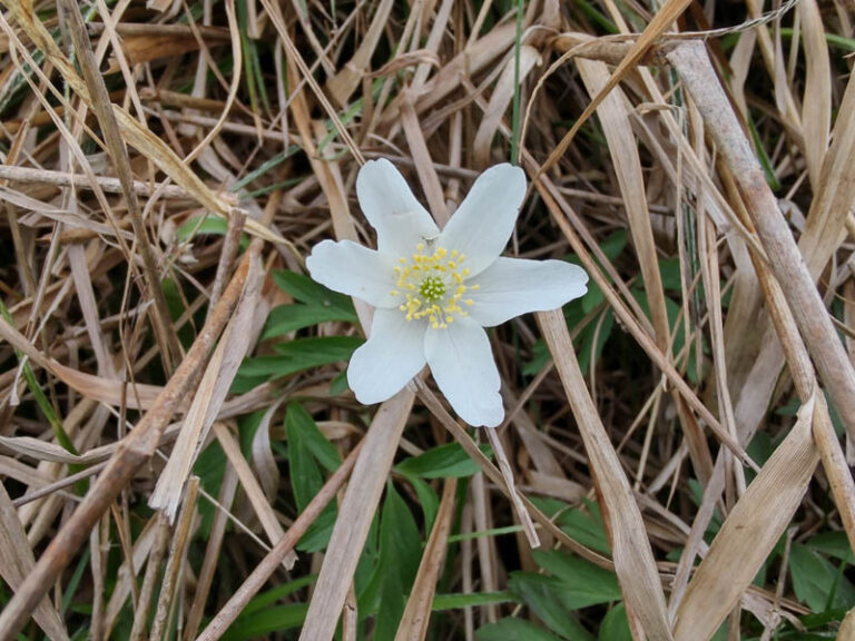 monte pasquella