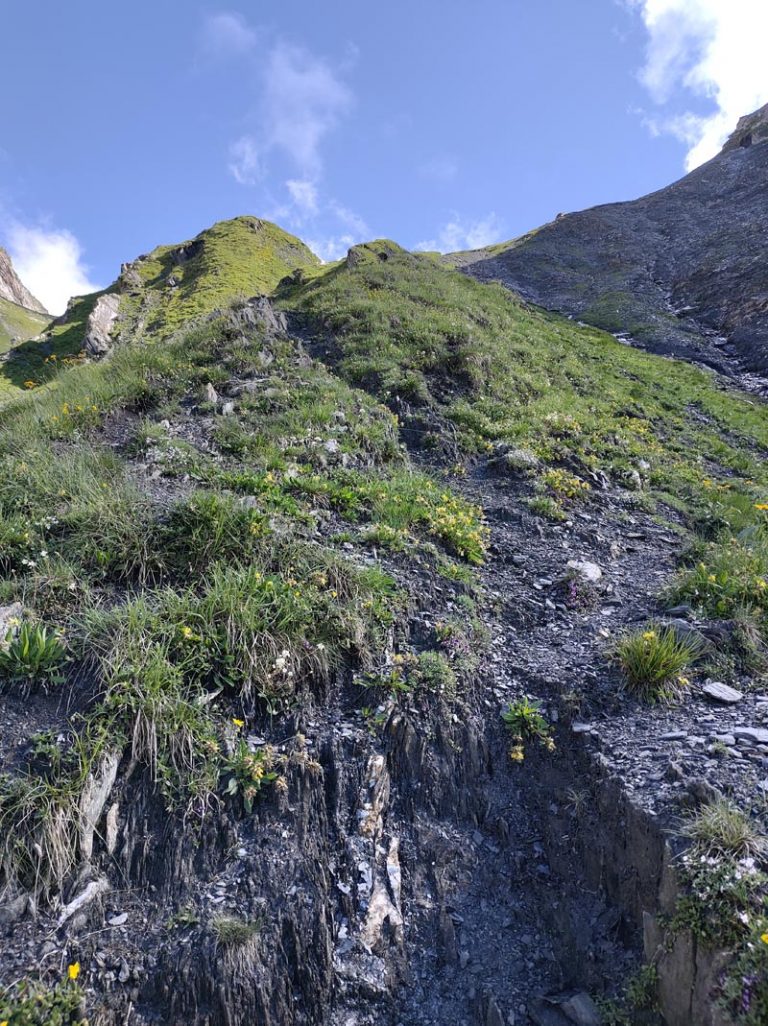 alta val ferret