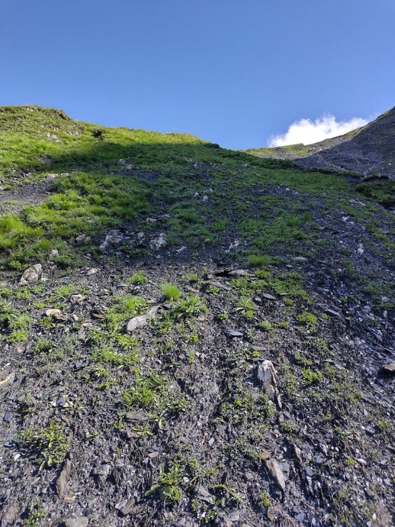 alta val ferret