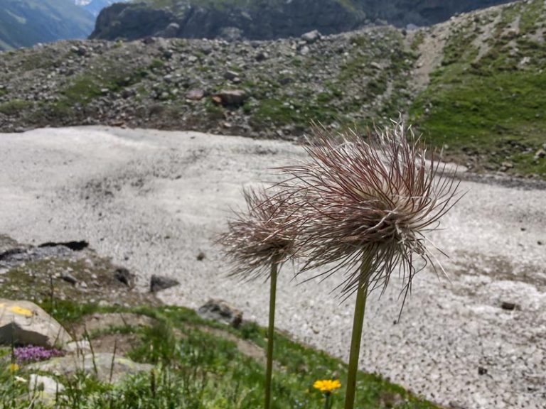 alta val ferret