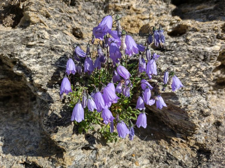 sentiero rifugio benevolo